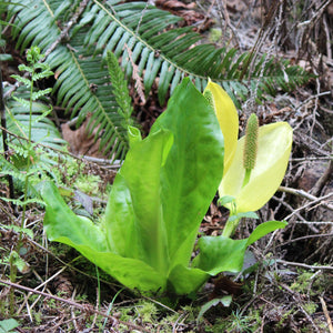 Lysichiton americanus (Skunk Cabbage)