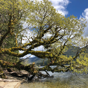 Acer macrophyllum (Big-leaf Maple)