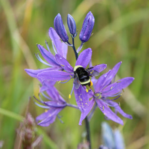 Camassia quamash ssp. maxima (Common Camas)