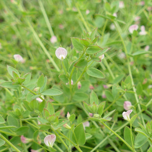 Acmispon americanus (Spanish-clover)