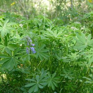 Lupinus latifolius (Broadleaf Lupine)