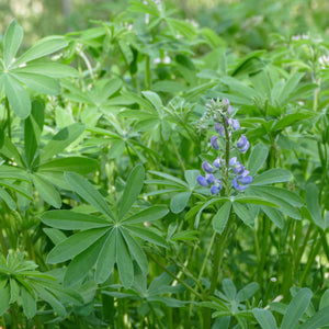 Lupinus latifolius (Broadleaf Lupine)