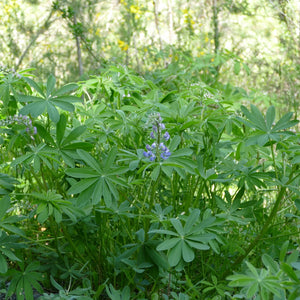 Lupinus latifolius (Broadleaf Lupine)