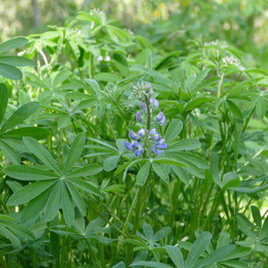 Lupinus latifolius (Broadleaf Lupine)