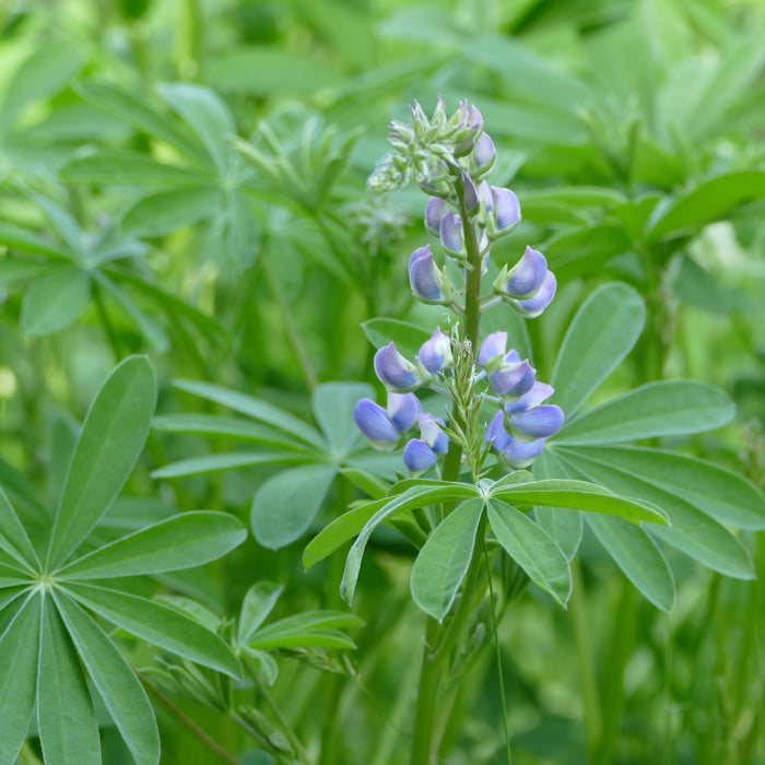 Lupinus latifolius (Broadleaf Lupine)