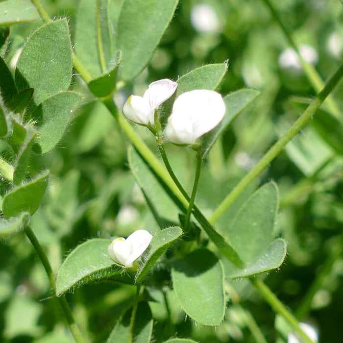 Acmispon americanus (Spanish-clover)