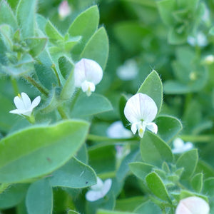 Acmispon americanus (Spanish-clover)