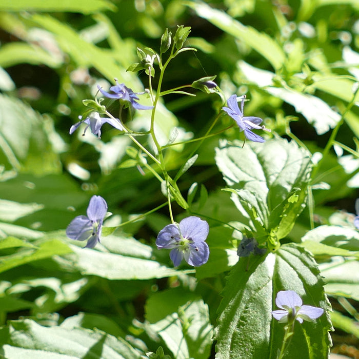 Veronica scutellata (Marsh Speedwell)