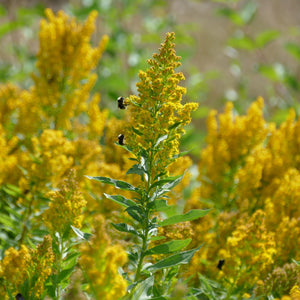 Pollinator Week Bee Basket