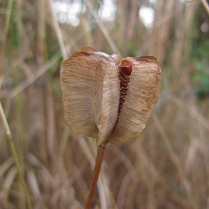 Fritillaria affinis (Chocolate Lily)