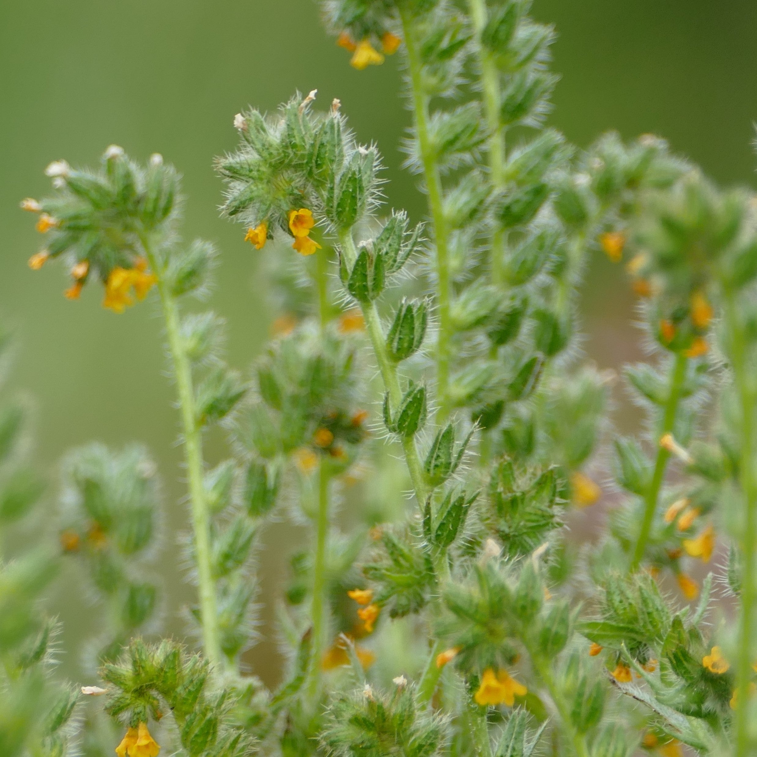 Frantic Perennial Herbs Or Shrubs '94 レア Picture1_7bd6d43f-cb0a-4666-