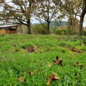 Seed Blend: Prairie Pathways (trampling-tolerant)