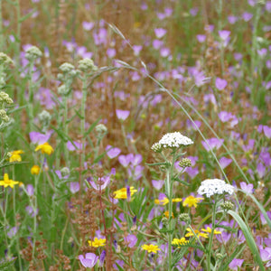 Spring Seed Blend - Garry Oak Ecosystem Wildflowers & Grasses