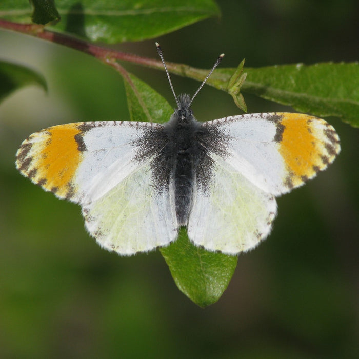 Butterfly Blend: Julia's Orangetip