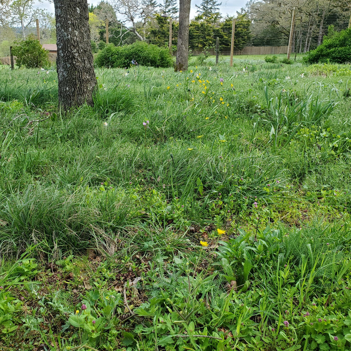 Seed Blend: Prairie Pathways (trampling-tolerant)