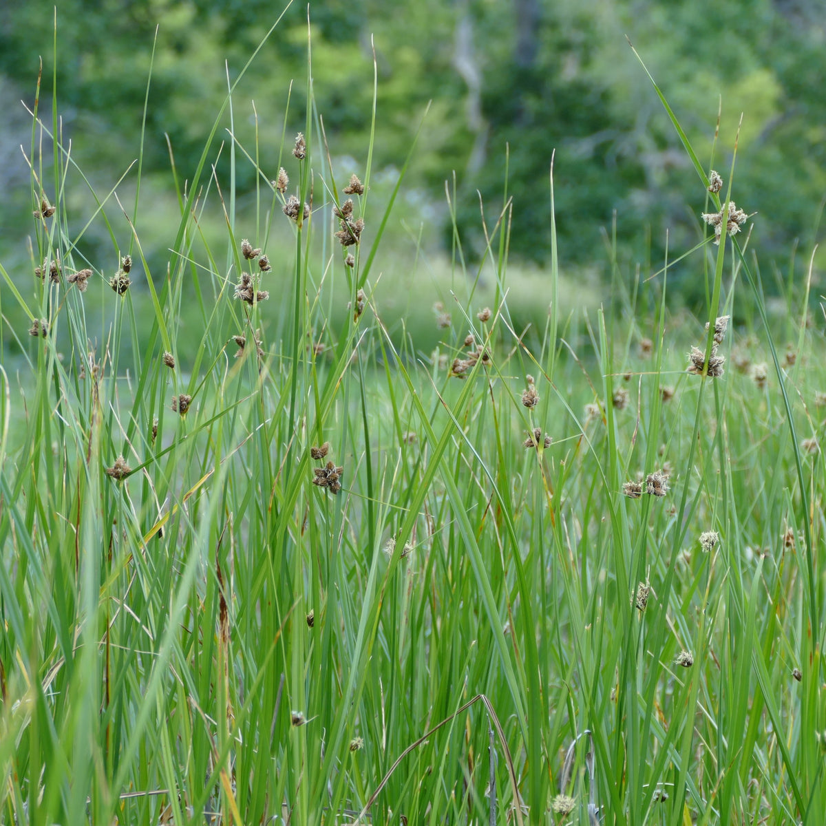 Bolboschoenus maritimus ssp. paludosus (Seacoast Bulrush) – Satinflower ...