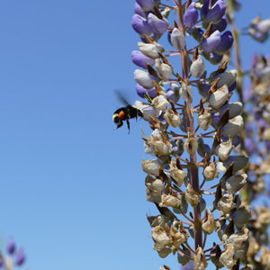 Pollinator Week Bee Basket