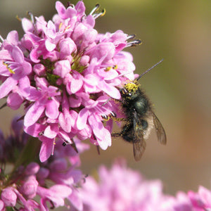 Pollinator Week Bee Basket