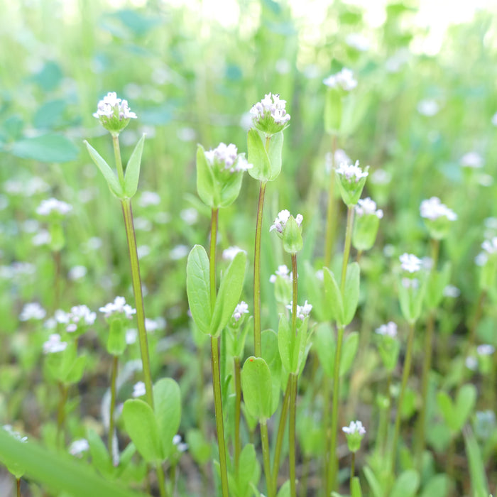 Plectritis brachystemon (Shortspur Sea Blush)