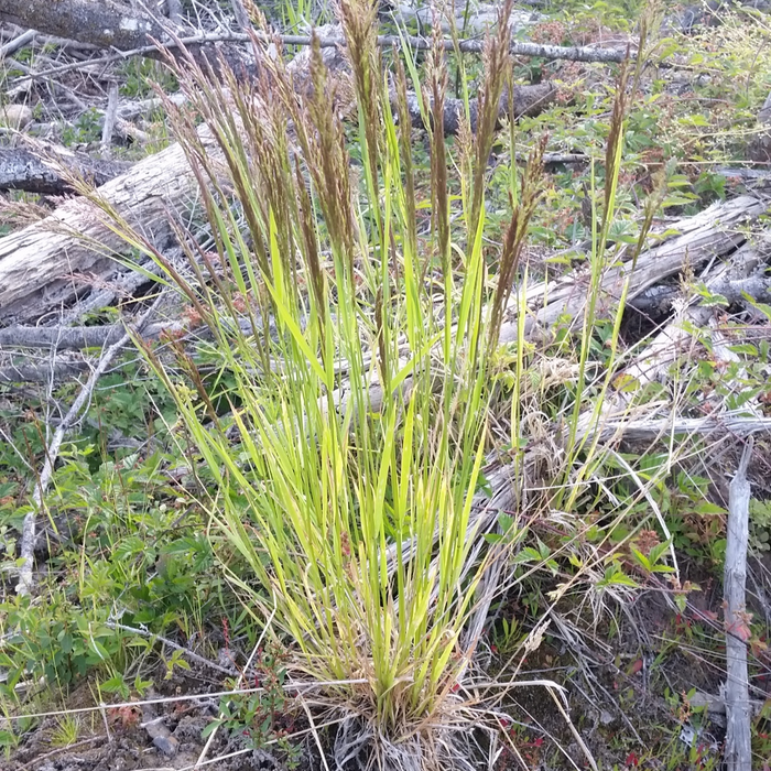 Agrostis exarata (Spike Bentgrass)