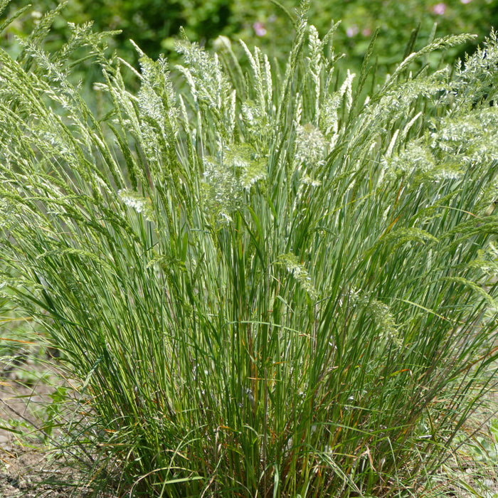 Koeleria macrantha (Junegrass)