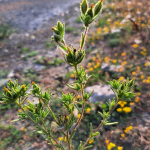 Madia glomerata (Clustered Tarweed)