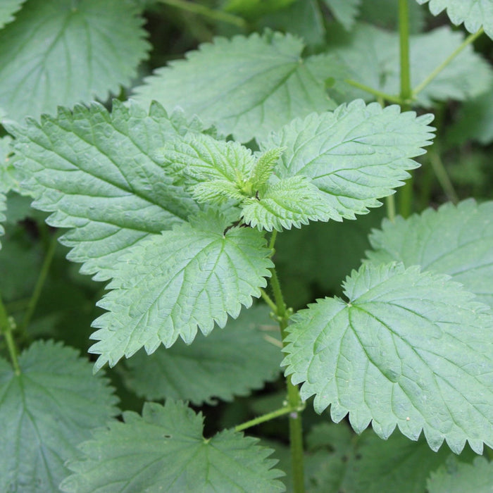 Urtica dioica ssp. gracilis (Stinging Nettle)