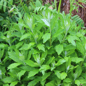 Artemisia suksdorfii (Coastal Mugwort)