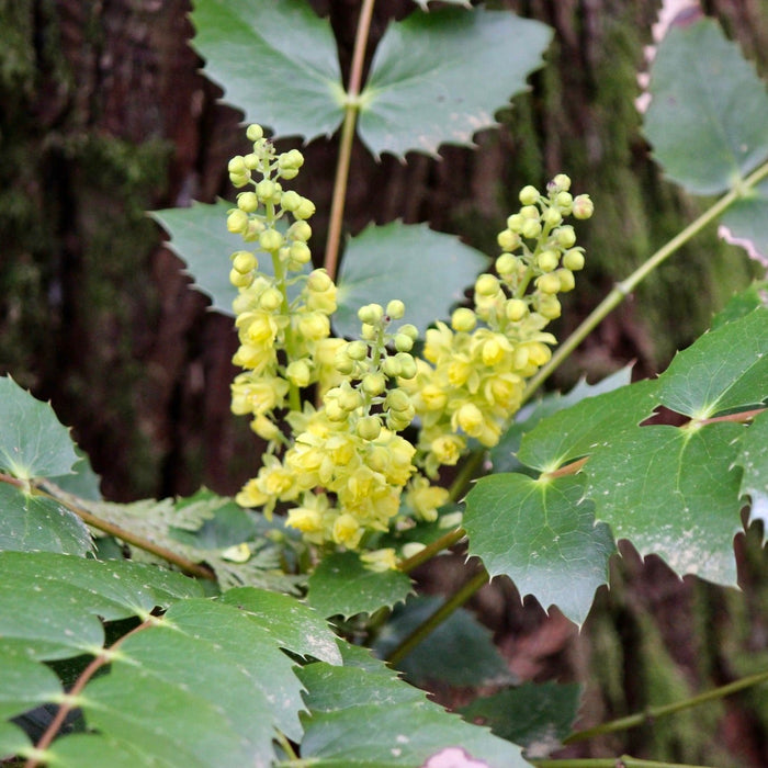 Berberis nervosa (Dull Oregon-grape)