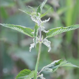 Urtica dioica ssp. gracilis (Stinging Nettle)