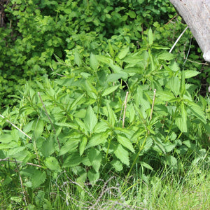 Urtica dioica ssp. gracilis (Stinging Nettle)