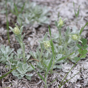 Antennaria howellii (Howell's Pussytoes)