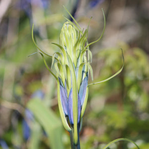 Camassia leichtlinii ssp. suksdorfii (Great Camas)