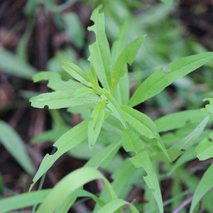 Chamerion angustifolium ssp. angustifolium (Fireweed)