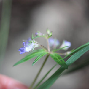 Collinsia parviflora (Small-flowered Blue-eyed Mary)