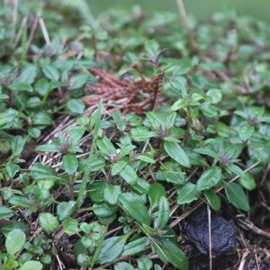 Collinsia parviflora (Small-flowered Blue-eyed Mary)