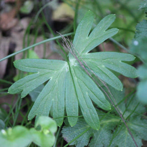 Delphinium menziesii (Menzies' Larkspur)