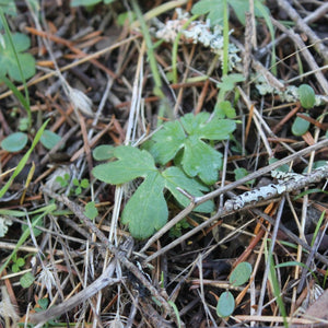 Ranunculus occidentalis (Western Buttercup)