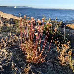 Armeria maritima (Sea Thrift)