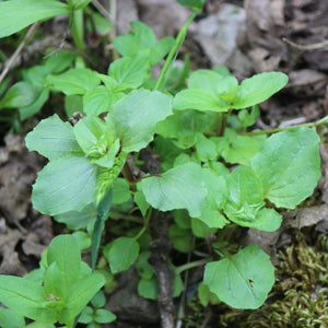 Erythranthe guttata (Yellow Monkey-flower)