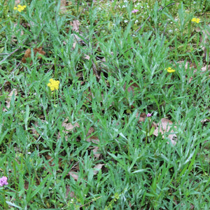 Eriophyllum lanatum (Woolly Sunflower)