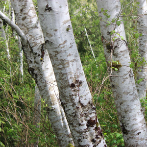 Alnus rubra (Red Alder)