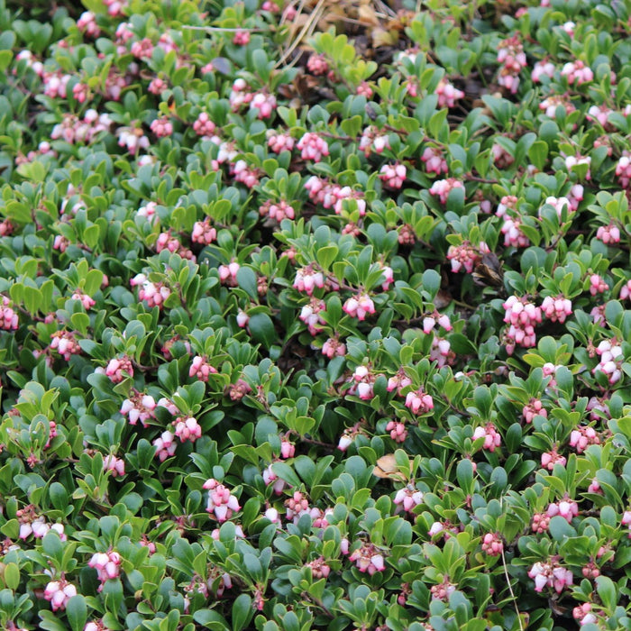 Arctostaphylos uva-ursi (Kinnikinnick)