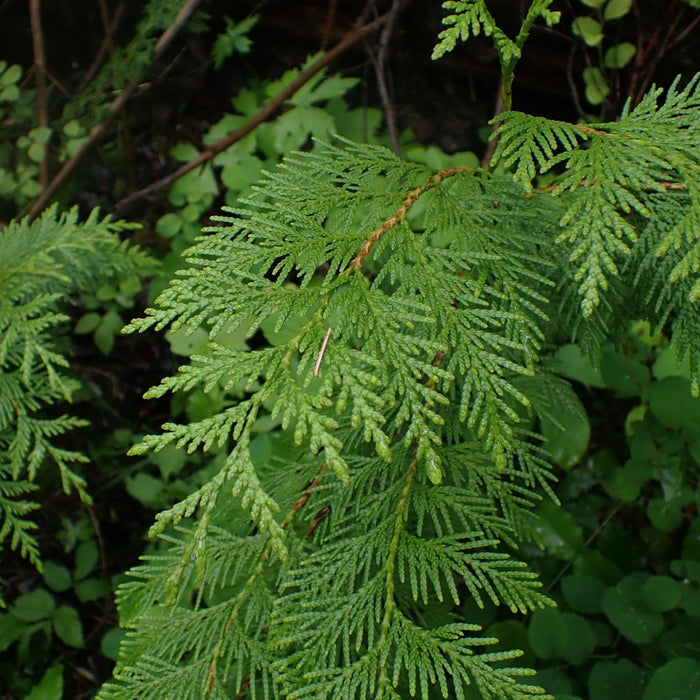 Thuja plicata (Western Redcedar)