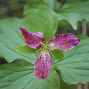 Trillium ovatum (Western Trillium)