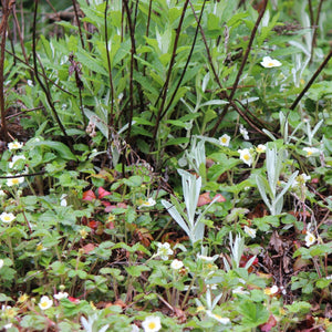 Artemisia suksdorfii (Coastal Mugwort)