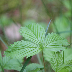 Fragaria vesca (Woodland Strawberry)