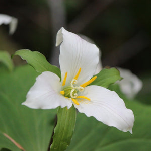 Trillium ovatum (Western Trillium)