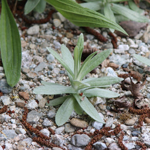 Anaphalis margaritacea (Pearly Everlasting)