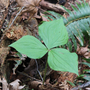 Trillium ovatum (Western Trillium)